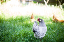 Gray Chicken In Field Of Grass 