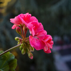 red garden and houseplant flowers Pelargonium