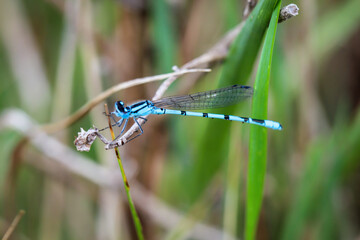 Portrait einer Kleinlibelle (Zygoptera) oder Wasserjunfer. Sie gehören zu den Libellen.