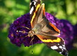 Motyl na kwiatku, budleja dawida