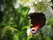 Motyl, motyl n kwiatku, budleja Dawida