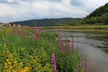 Wall Mural - Blühender Blutweiderich und Gilbweiderich am leeren Edersee bei Herzhausen