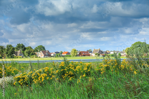 Fotografía Polder landscape with yellow flowering Tansy, Tanacetum vulgare, in foreground a
