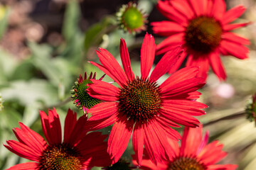 Poster - Flowers of  Echinacea - an herb stimulating the immune system