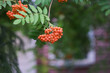 A cluster of mountain ash on a blurry background of green leaves