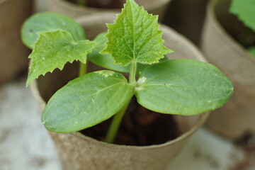 2 cucumber seedlings with a true leaf for each are growing cheerfully in the paper pot.