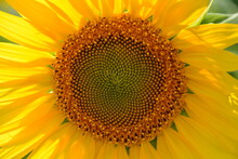 A Sunflower Inflorescence Brightly Lit By The Sun.