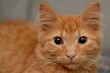 beautiful red furry kitten close up