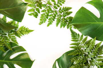 Monstera and fern leafs lay on white background. Summer background concept.