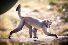 A Tufted Capuchin Monkey Walking On A Rope In The Sunshine