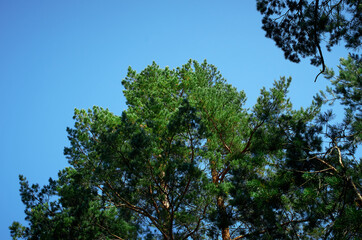 trees and sky