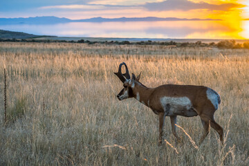 Wall Mural - Pronghorn in the field of Antelope Island State Park, Utah