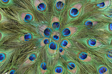 Wall Mural - Colorful Peacock feathers isolated, Peacock green and blue plumage in close up  Karnataka India. National Bird.