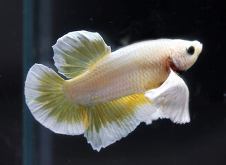 Betta Golden Dumbo Ear HMPK Halfmoon plakat Male or Plakat Fighting Fish Splendens on Black Background.