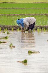 Wall Mural - Farmers are planting rice in the farm.Farmers bend to grow rice.copy space