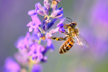 Canvas Print - Bee pollinates the lavender flowers. Plant decay with insects