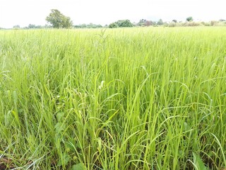 Rice green leaf natural background.