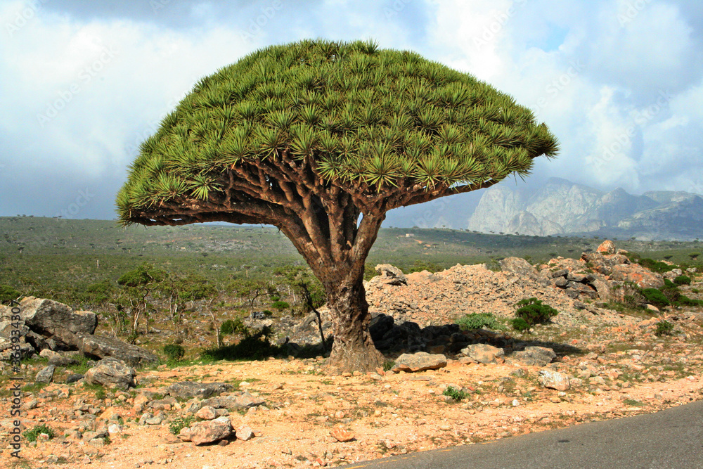 Socotra dragon tree or dragon blood tree (Dracaena cinnabari) is a dragon  tree native to the Socotra archipelago in the Indian Ocean. Stock-foto |  Adobe Stock