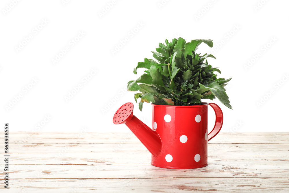 Watering can with plant on table against white background