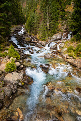 A stormy Mountain river flows in a coniferous forest. In front of the fallen trees and stones.