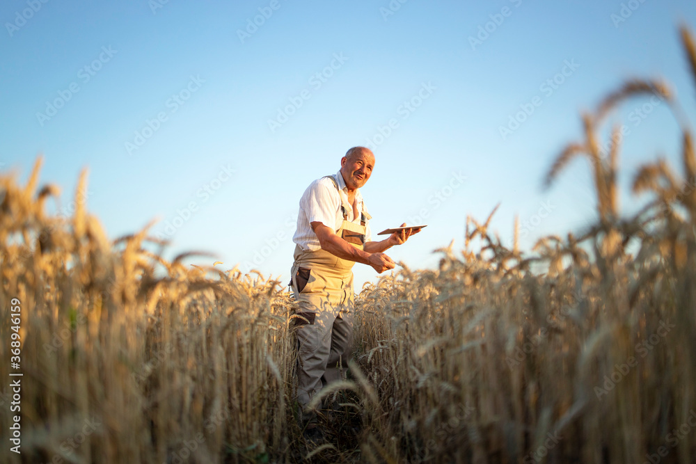 Portrait of senior farmer agronomist in wheat field checking crops before harvest and holding tablet computer. Successful organic food production and cultivation. - obrazy, fototapety, plakaty 