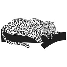 Leopard. Vector Graphic Drawing. Close-up. There Are Black, White, Gray Shades. Drawn By Hand. Can Be Used For Websites, Stickers, Collages, Magazines, Children's Books.