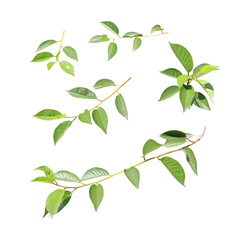 Wall Mural - Set of branch with green leaves