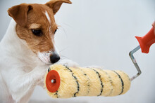 Renovation Concept . Dog Jack Russell Terrier Playing With Paint Roller In White Room