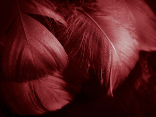 Beautiful abstract white and red feathers on black background and soft white feather texture on red pattern and red background, pink feather background, white banners