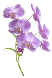 Fototapeta Storczyk - purple orchid flower isolated on white