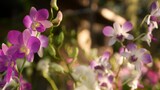 Fototapeta Storczyk - Beautiful lilac purple and magenta orchids growing on blurred background of green park. Close up macro tropical petals in spring garden among sunny rays. Exotic delicate floral blossom with copy space