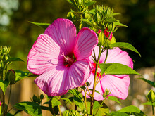 Hibiscus Moscheutos | Rose Mallow Or Swamp Hibiscus With Enormous Pink Petals, Deep Red Center, Long Stamens, Blooming Along Hirsute Stems With Big Deep Green Lobed Leaves With Deltoidal Shape