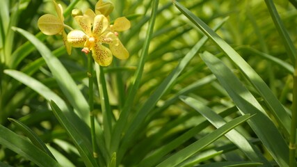 blurred macro close up, colorful tropical orchid flower in spring garden, tender petals among sunny 