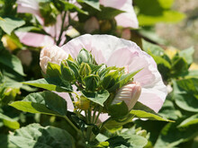 Hibiscus Moscheutos | Rose Mallow Or Swamp Rose-mallow, Ornamental Shrub With Ruffly Creamy White Enormous Flowers And Deep Green Foliage On Stiff Stems