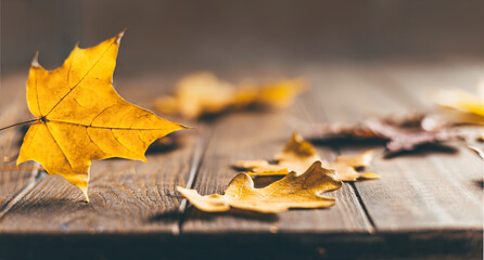 Fotomurales - Autumn Background with maple and oak leaves on a dark wooden background.Selective focus.