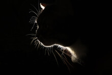 Silhouette Of A Fluffy Cat On A Dark Background, Outlines Of A Pet In Front Of A Glowing Lamp.