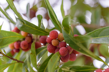 Red fruits of Japanese bayberry, on the branch