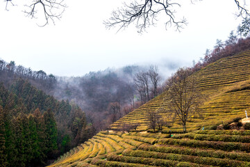 Wall Mural - Amazing landscape view of green tea plantation in rainy day background fog covered mountain.