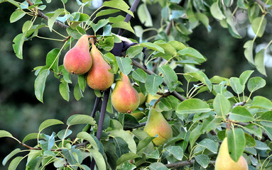 pears ripening on the tree