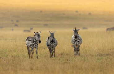 three plains zebra, e. quagga, maasai mara national reserve, kenya, africa