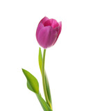 Fototapeta Tulipany - purple tulip flower isolated on white