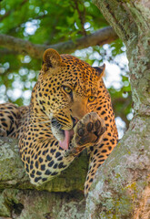 Wall Mural - leopard on a tree licking paw, maasai mara national reserve, kenya, africa