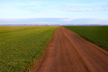 Dirt road among wheat in the field in early spring