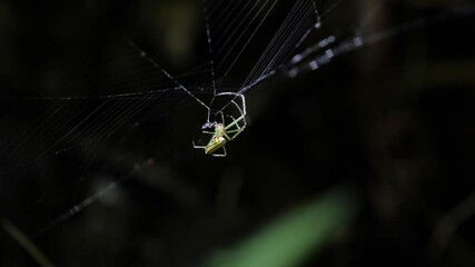 Close-up of a spider preying on its prey on a web