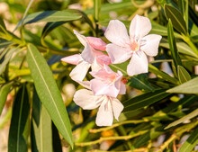Pale White Pink Oleander Flowers Close Up In The Garden