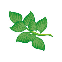 Wall Mural - spinach leaves on white background