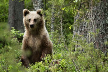 Wall Mural - Young Brown bear, Ursus arctos in lush summery taiga forest in Eastern Finland.