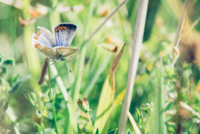 Gossamer-winged Butterflies Sits On A Flower, Beautiful Little Blue Butterfly, Lycaenidae, Protected Nature Area, Travel Location, Dutch Wildlife, Beautiful Little Bird, Volgermeerpolder Amsterdam