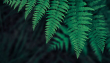 Dark Green Fern Leaves Background
