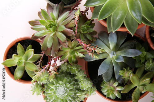 Fotografía Many different echeverias on white background, flat lay